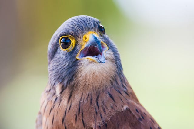 vogels herkennen geluid